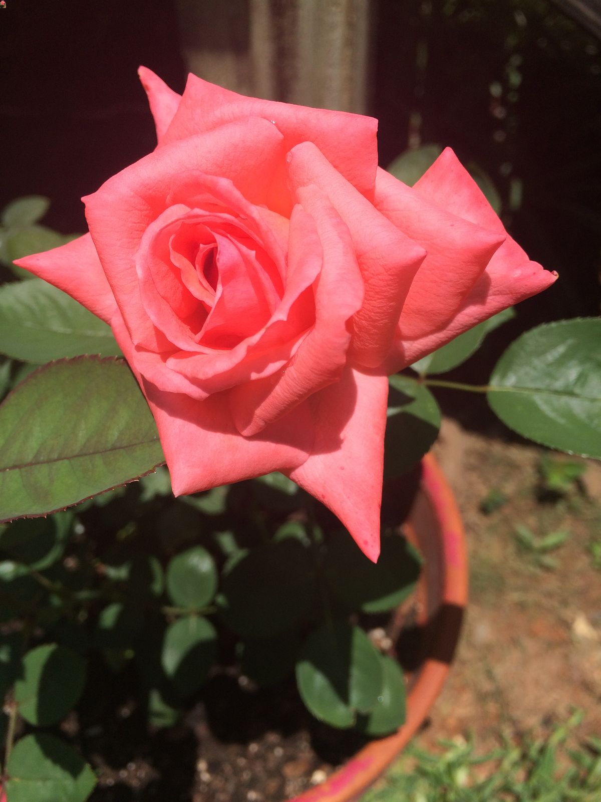 What do roses smell of?